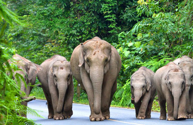 Khao Yai National Park