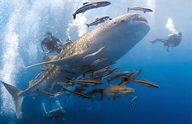 Similan Islands