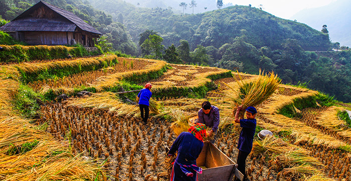 8-Day Sapa Tour and Halong Bay Cruise