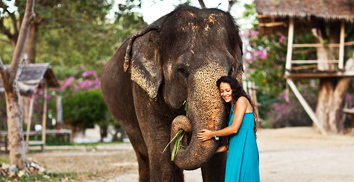 Full Day Elephant Camp