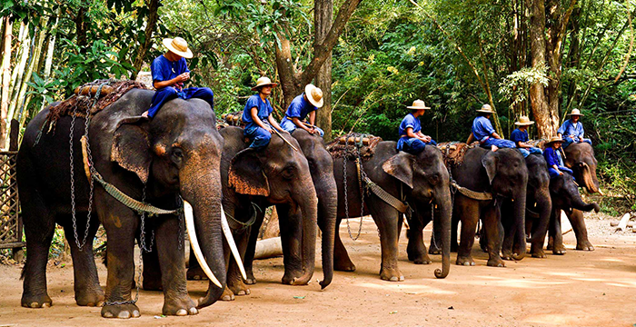 Full Day Elephant Village, Khouang Si Waterfalls