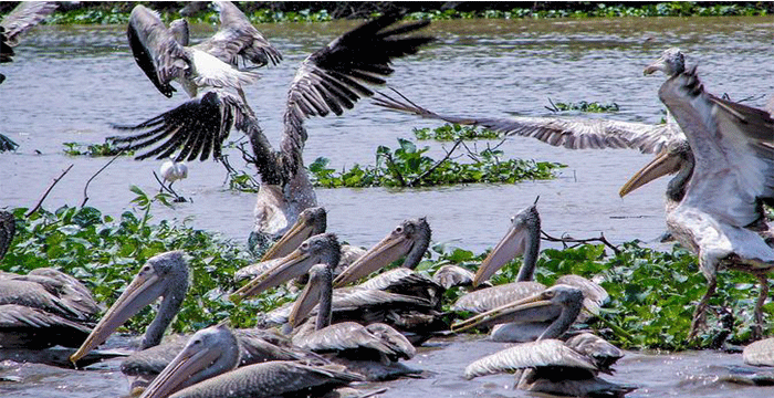 4-Day Cambodia Safari Tours