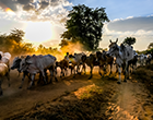 Cambodia Private Tours | 2-Day Kalaw-Inle Lake Trekking